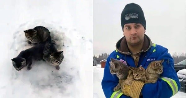 Man Rescues Frozen Kittens with Hot Coffee