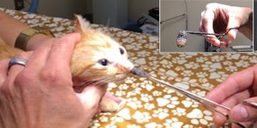 Vet Takes a Huge Parasite out of Kitten’s Nose