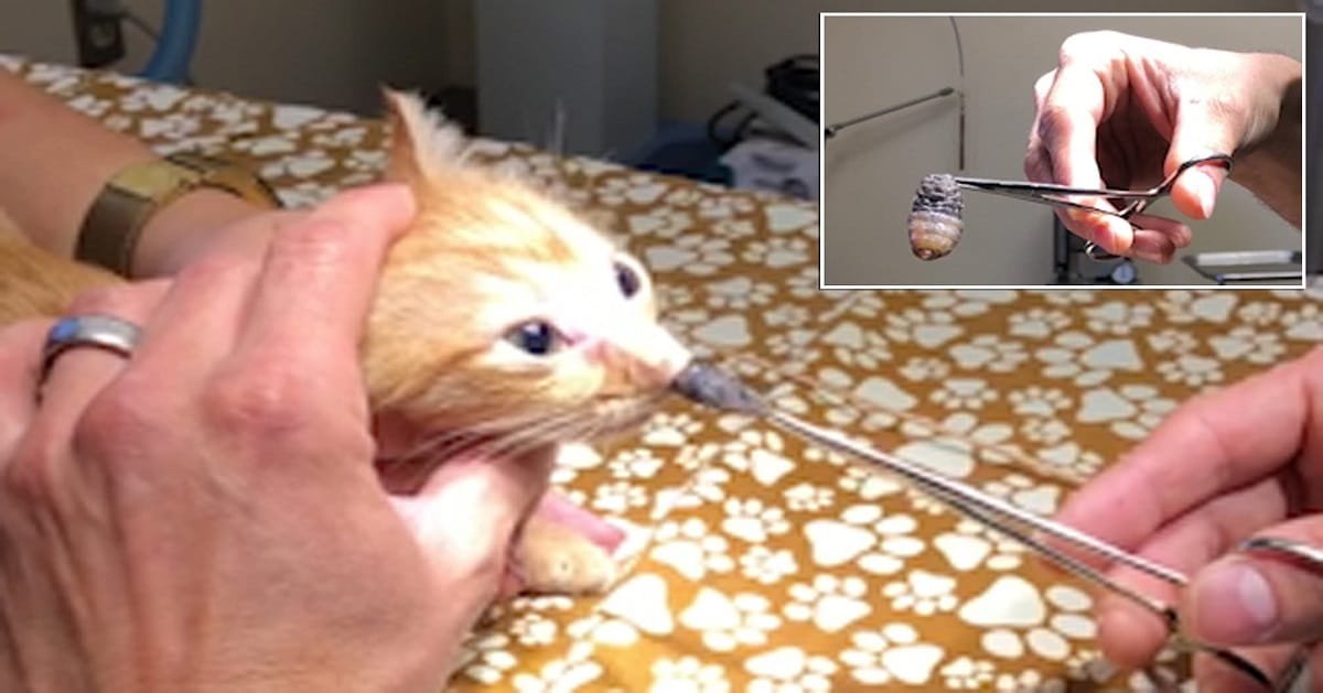 Vet Takes a Huge Parasite out of Kitten’s Nose