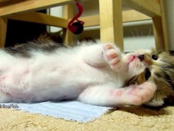 Enjoy This Sleepy Kitten That Doesn’t Want to Stop Playing