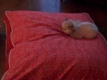 A Tiny Furball Claims Ownership of the New Dog Bed