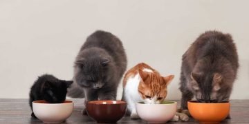 Tasty Homemade Cat Food Gravy Recipes for Your Pet