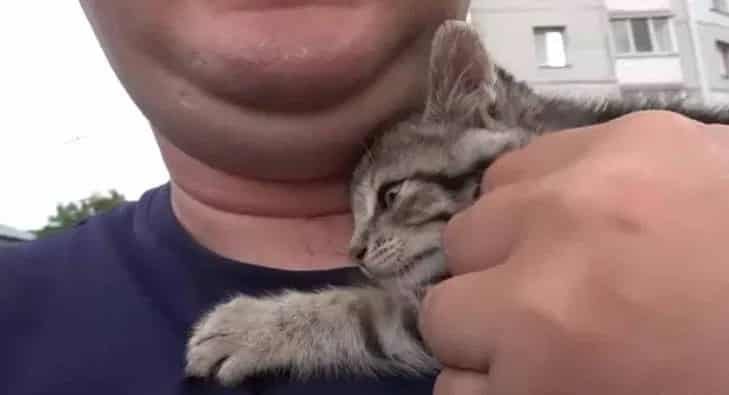 Stray Kitten Loses Her Mother in a Road Accident 3