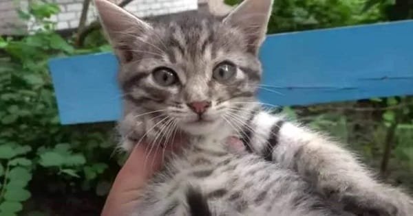 Stray Kitten Loses Her Mother in a Road Accident