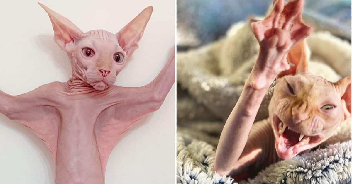 Are Sphynx Cats the Worst Photo Models?