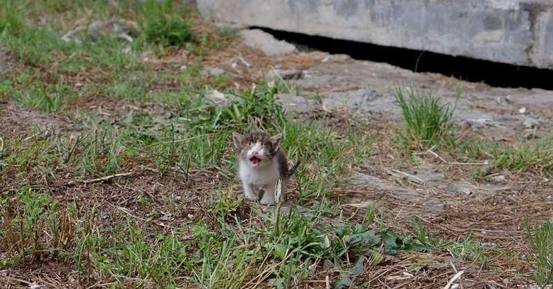 A Sick and Blind Kitten Cries for Help Left Alone on the Streets