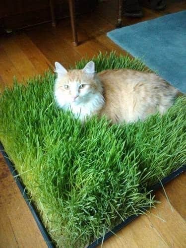 Tiny bed of grass