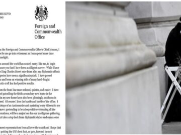 A Cat Retires from Its Job to Spend Time with Favorite Tree