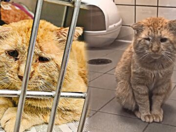 New Owner Makes the Saddest Cat a Happy One