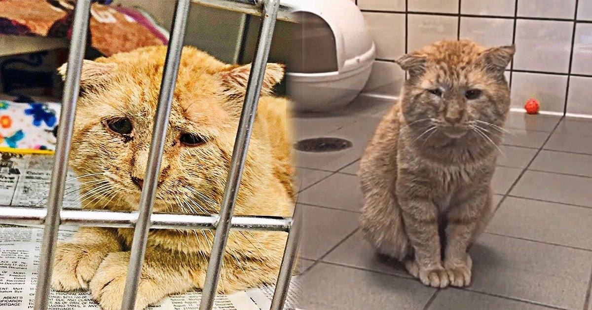 New Owner Makes the Saddest Cat a Happy One