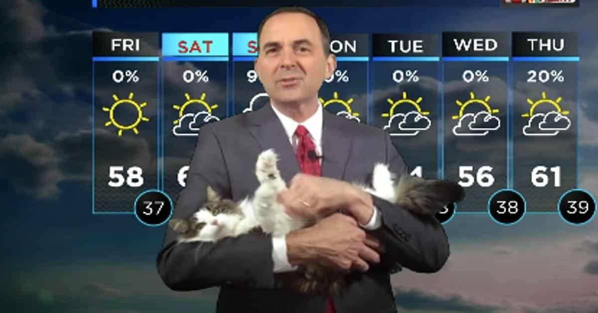 Cat Interrupts Meteorologist and Gets a New Job