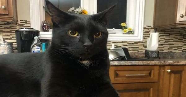 Hero Cat Alerts Sleeping Family To Burning Slow Cooker