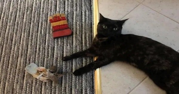 Woman Makes Apology for Thieving Cat Who Keeps Stealing Neighbours’ Possessions