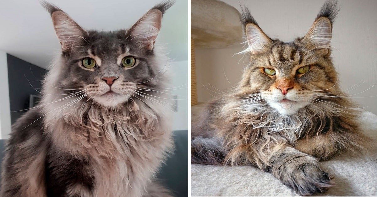 You Don’t Want to Miss These Instagram Maine Coon Cuties
