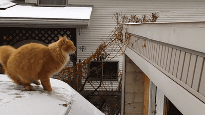 Cats That Have Failed Their Ambitious Jumps