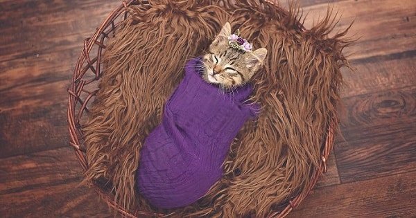 A Family Does a Perfect Photoshoot for Newly Adopted Kitten