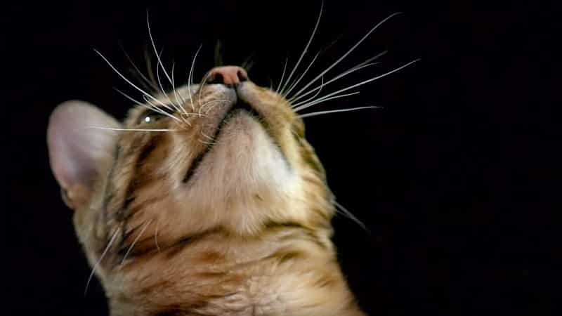 Cat Whiskers Facts You Probably Didn't Know