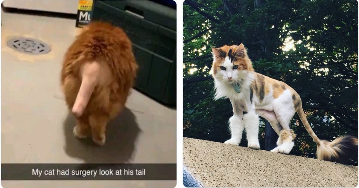 The Best Pics of Cats with Funny Vet-Surgery Haircuts
