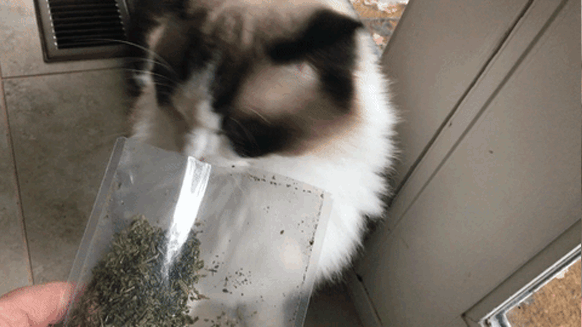 Catnip Isn’t the Only Plant to Get Your Cat High