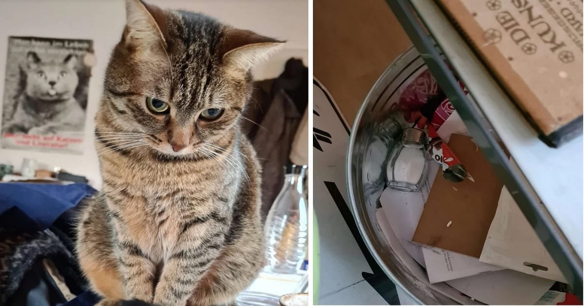 Cat Puts Everything He Can Find Around The House Into The Trash
