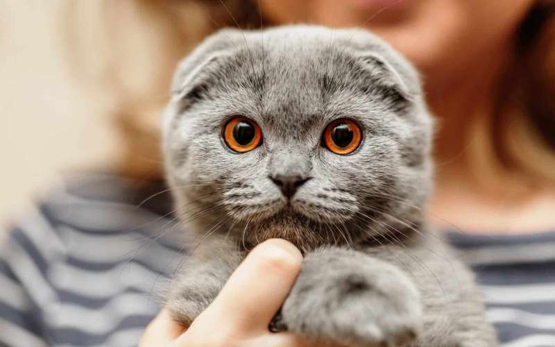 The Cutest Flat-Faced Cat Breeds – NANA4D BANDAR TOGEL ONLINE HADIAH 4D ...