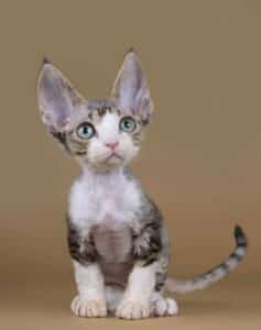 Devon Rex