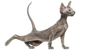 peterbald-cat