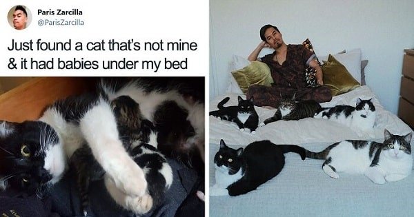 Guy Who Doesn’t Own Cats Finds 5 in His Room