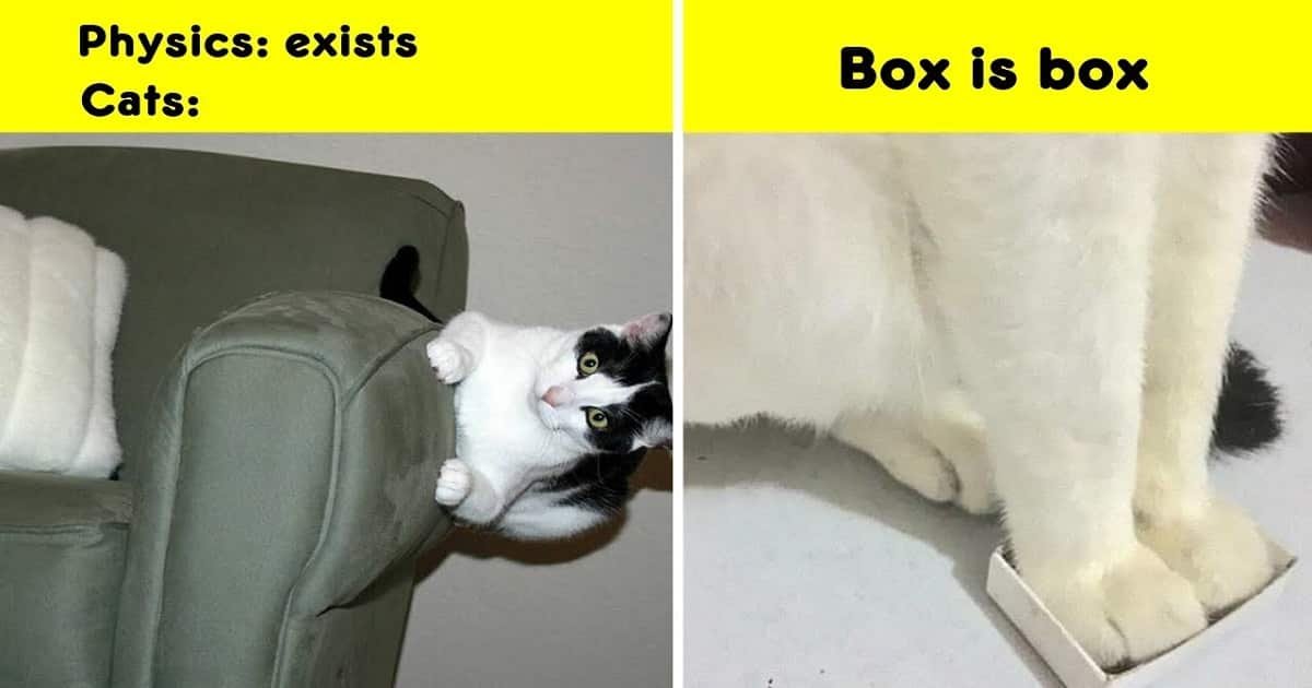 The Best Memes Created by Cat Owners
