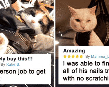 Funniest Comments About Amazon Cat Grooming Bags