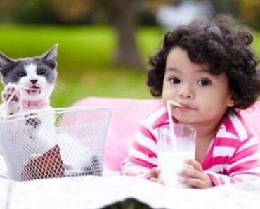 Top 5 Best Kid Friendly Cat Breed – Best Nonaggressive Cat Breeds 2021
