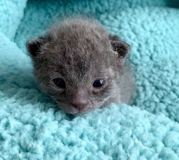 Tiny grey kitten