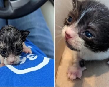 Wet Kitten Squeals for Her Mom, Finds Hope in the Arms of a Kind Stranger