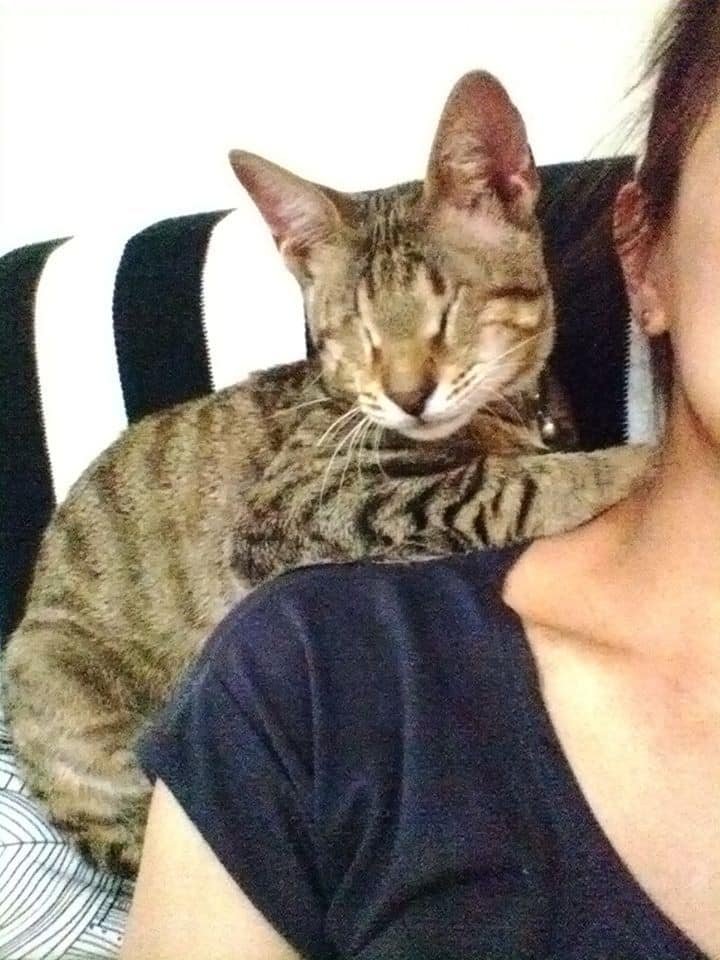 blind cat with human