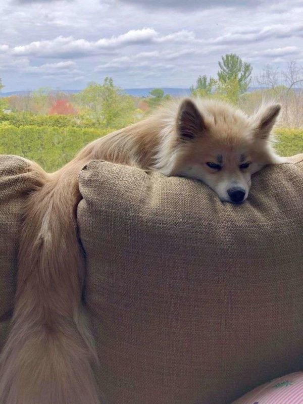 fox with beautifull fur