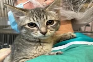 Abandoned Kittens Found at a Vancouver Construction Site to Soon Find New Homes