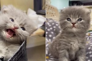 From Stray to Stardom: How Lavender, the Tiny Kitten, Transformed a Couple’s Life