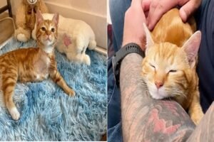 Wally’s Journey: A Three-Legged Kitten Finds a Loving Forever Home