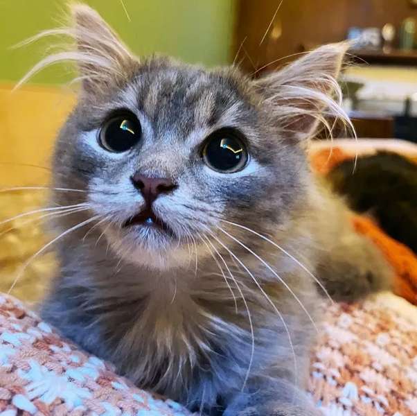 big eyed kitten