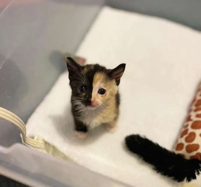 calico kitten