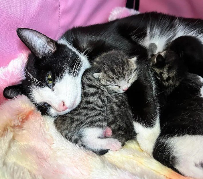 cat with kittens