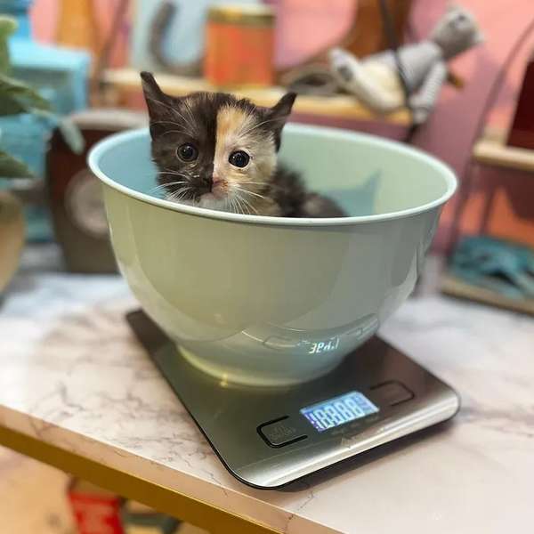 kitten on weight scale