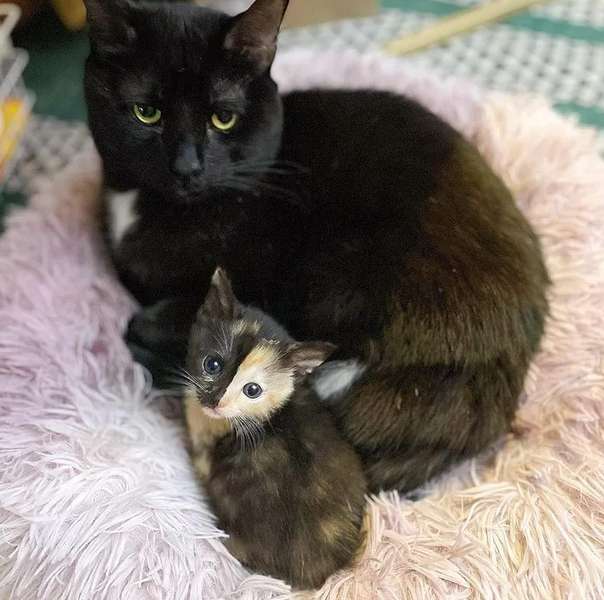 kitten with his mom