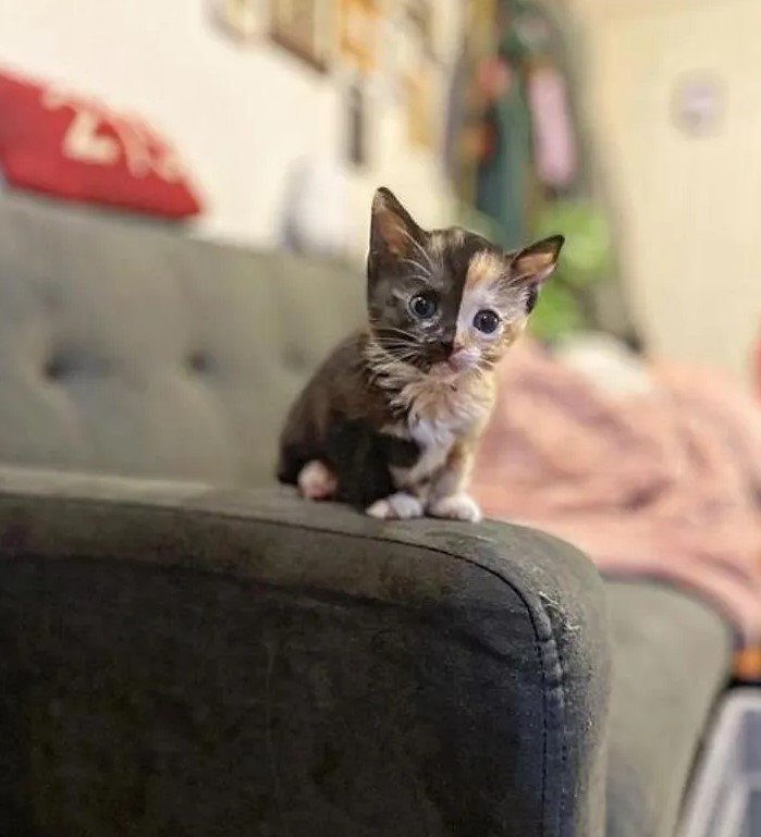 tiny kitten on sofa