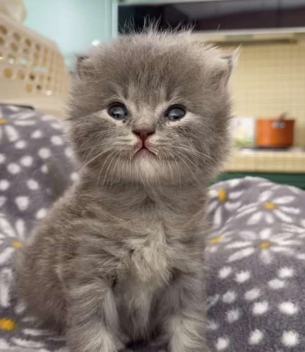 very cute silver kitten