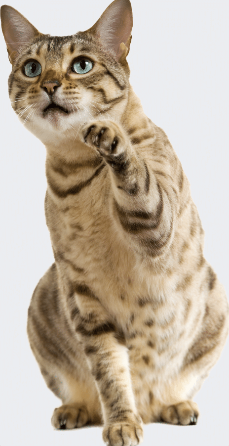 bengal cat with white background