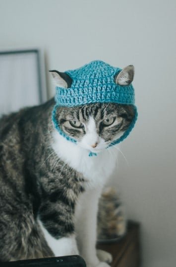 cat with hat looking down