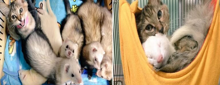 An Unlikely Family: Orphaned Kitten Finds Love in a Baby Ferret Family