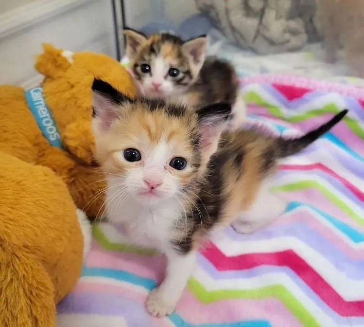 2 tiny kittens