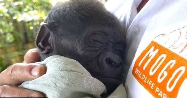 Cute Baby Gorilla Overcomes Abandonment at Birth with the Aid of a Loving Caregiver